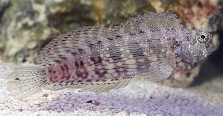 How many blennies in one tank?