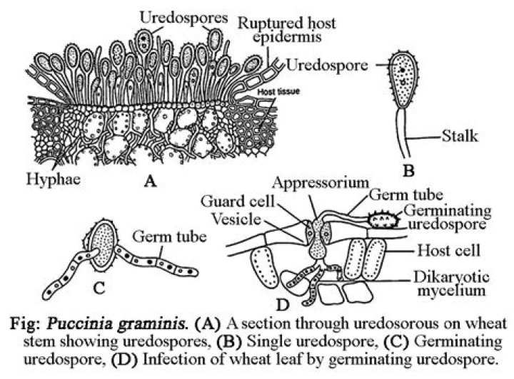 How many nuclei are there in a uredospores of puccinia?