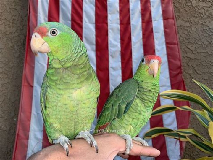 How much do red head Amazon parrots cost?