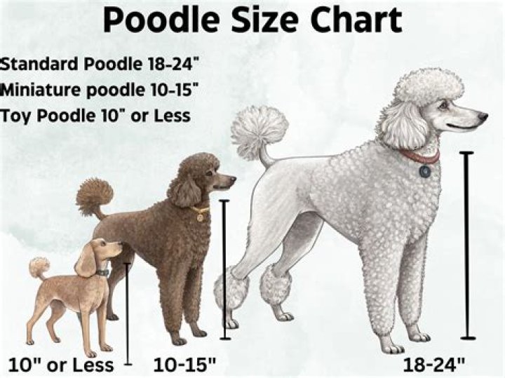 How much does a giant poodle cost?
