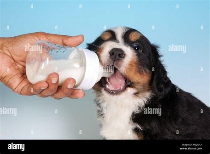 How much milk should a 1 week old puppy drink?