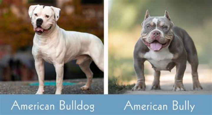How strong is an American Bulldogs bite?