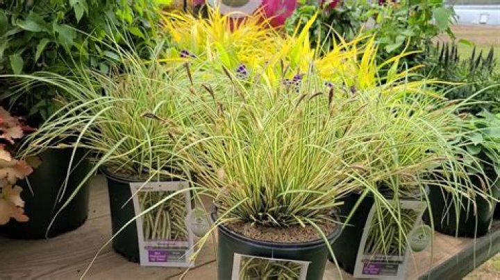 How to care for carex evergold?