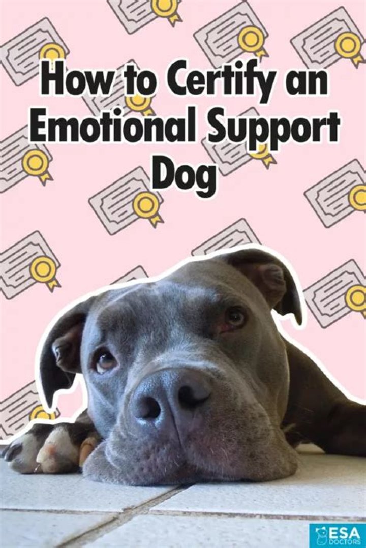 How to certify an emotional support dog?