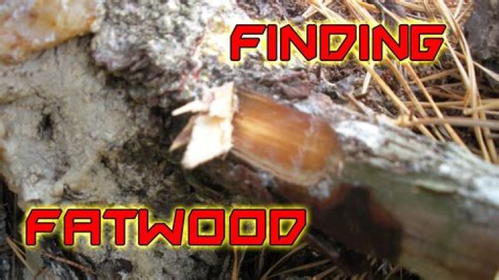 How to find fatwood?