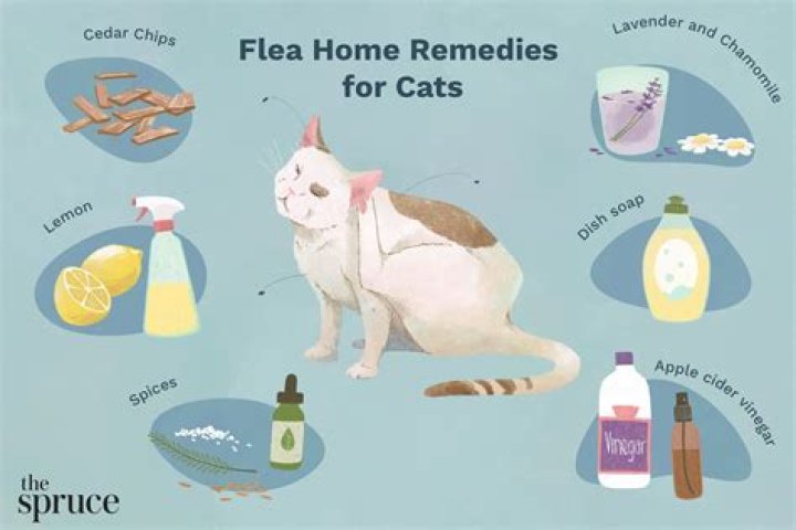 How to flea spray a cat?