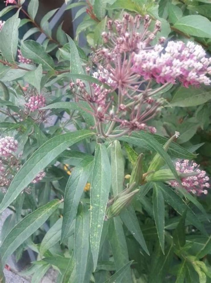 How to grow asclepias incarnata?