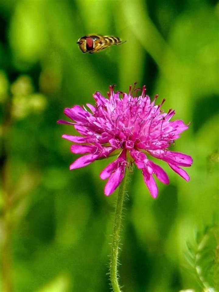 How to grow knautia macedonica?