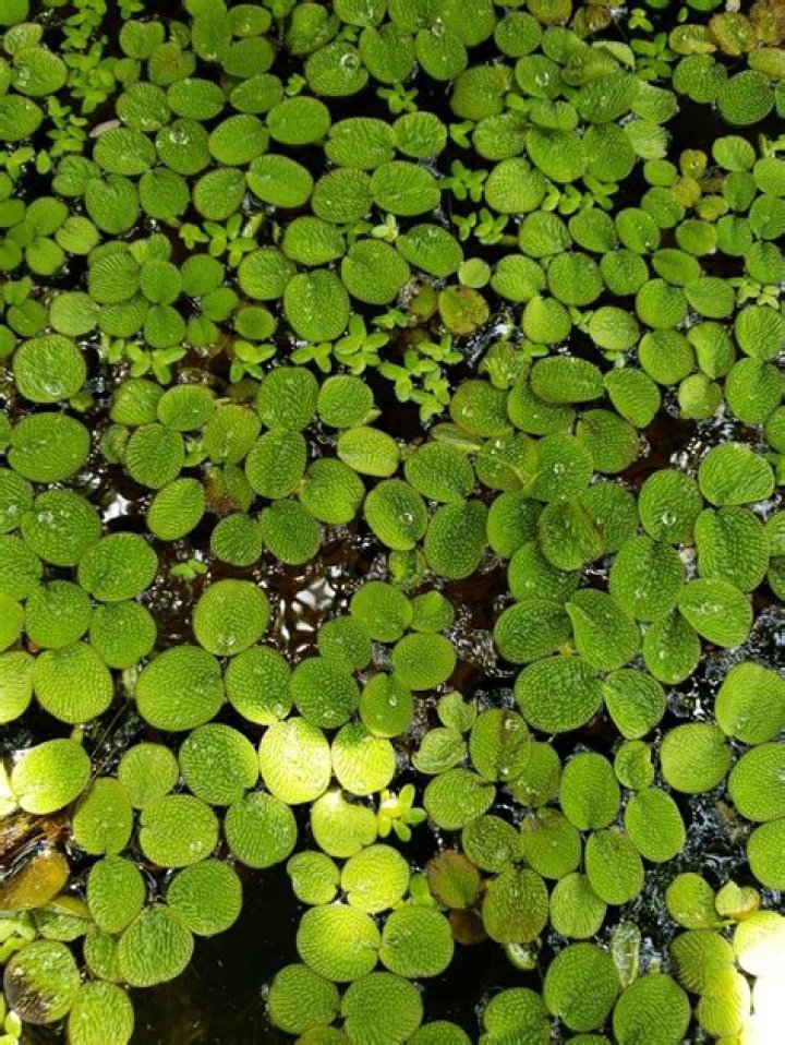 How to grow salvinia?