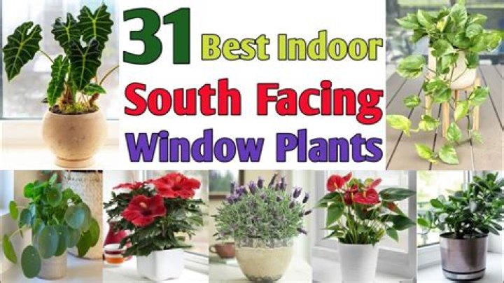 How to indoor plants?