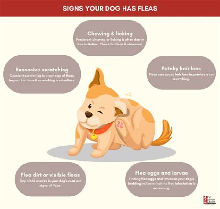 How to know if fleas are gone from dog?