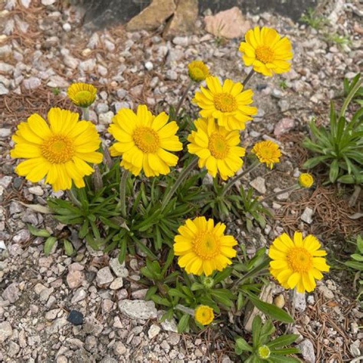 How to plant angelita daisy?