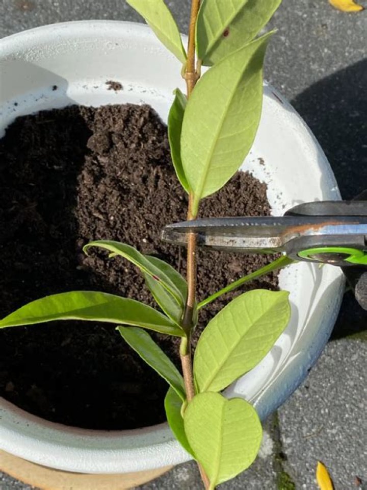 How to propagate pyracantha from cuttings?