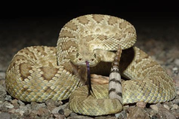 How venomous are rattlesnakes?