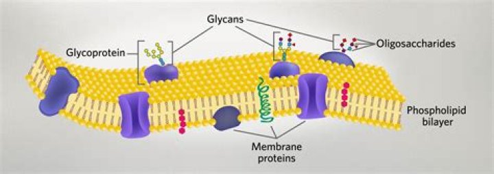 In eukaryotes glycoproteins are synthesized in?