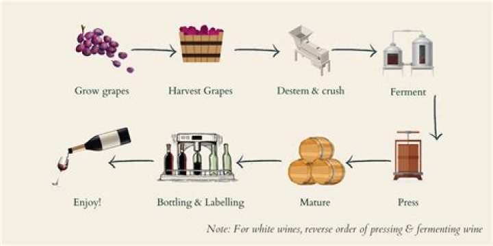 In oenology or winemaking?