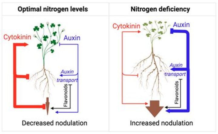 In plants auxin concentration is maximum at?