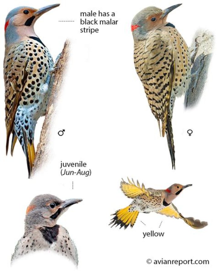 Is a flicker a word?