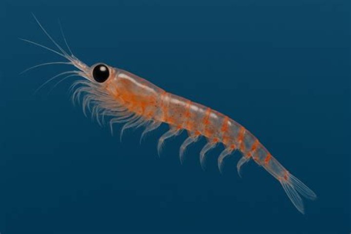 Is a krill nekton?