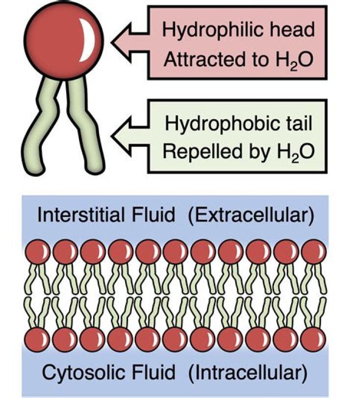 Is doxorubicin hydrophilic or hydrophobic?
