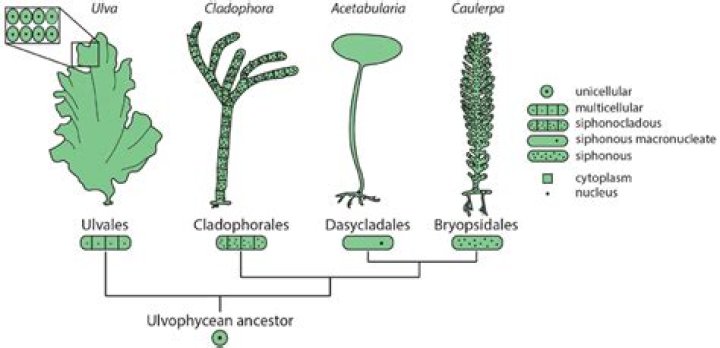 Is fungi uninucleate binucleate or multinucleate?