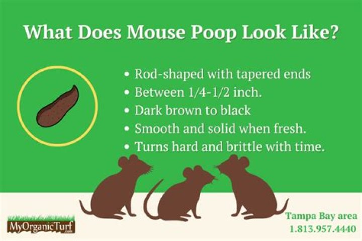 Is mouse poop light brown?