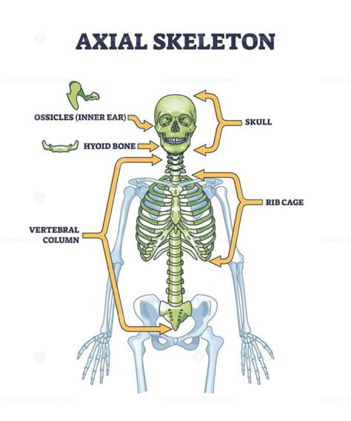 Is not a part of the axial skeleton?