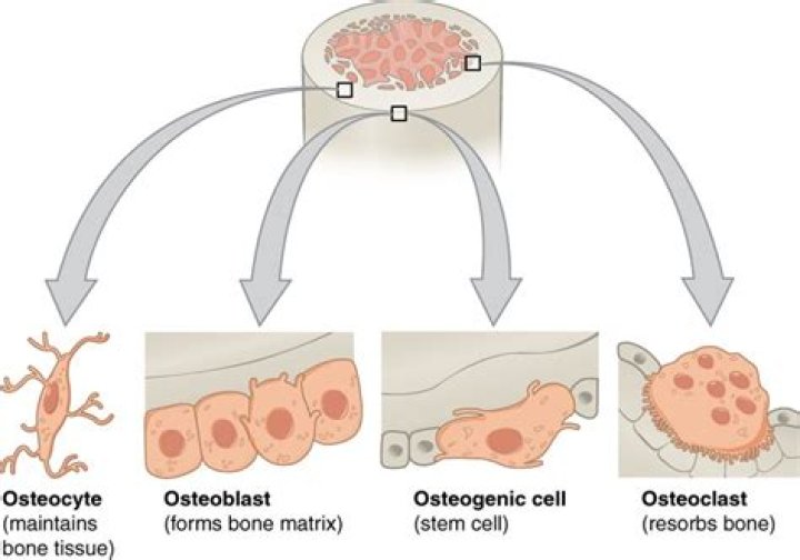 Is osteoclast and osteoblast?