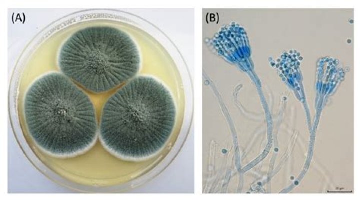 Is penicillium an ascomycetes?