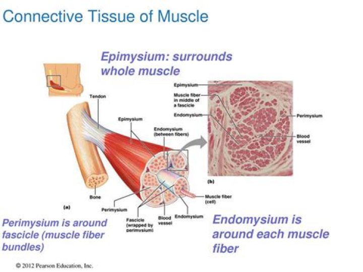 Is perimysium a tissue?