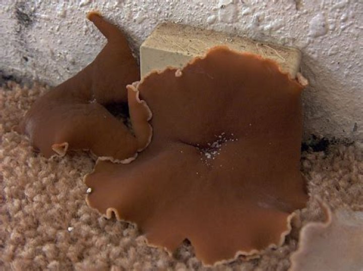 Is peziza repanda edible?