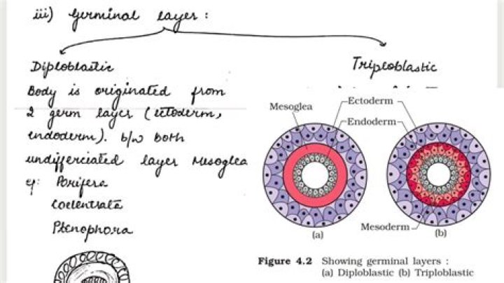 Is planaria diploblastic or triploblastic?
