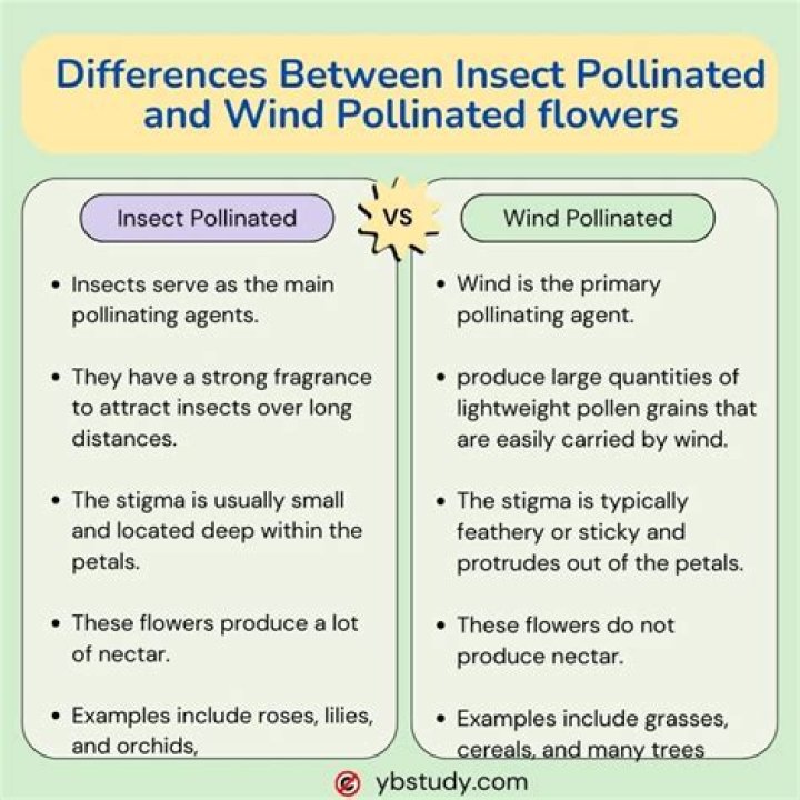 Is pollinated a verb?