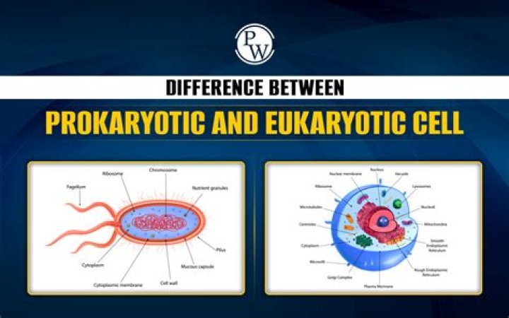 Is rotifers prokaryotic or eukaryotic?