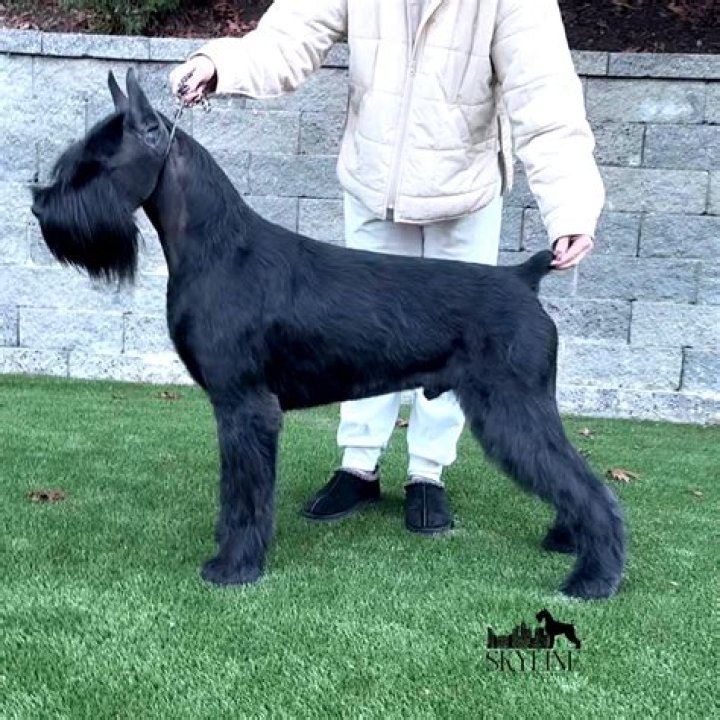 Is skittishness a word?