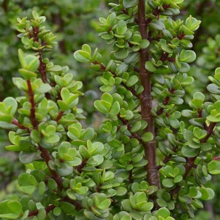 Is spekboom frost hardy?