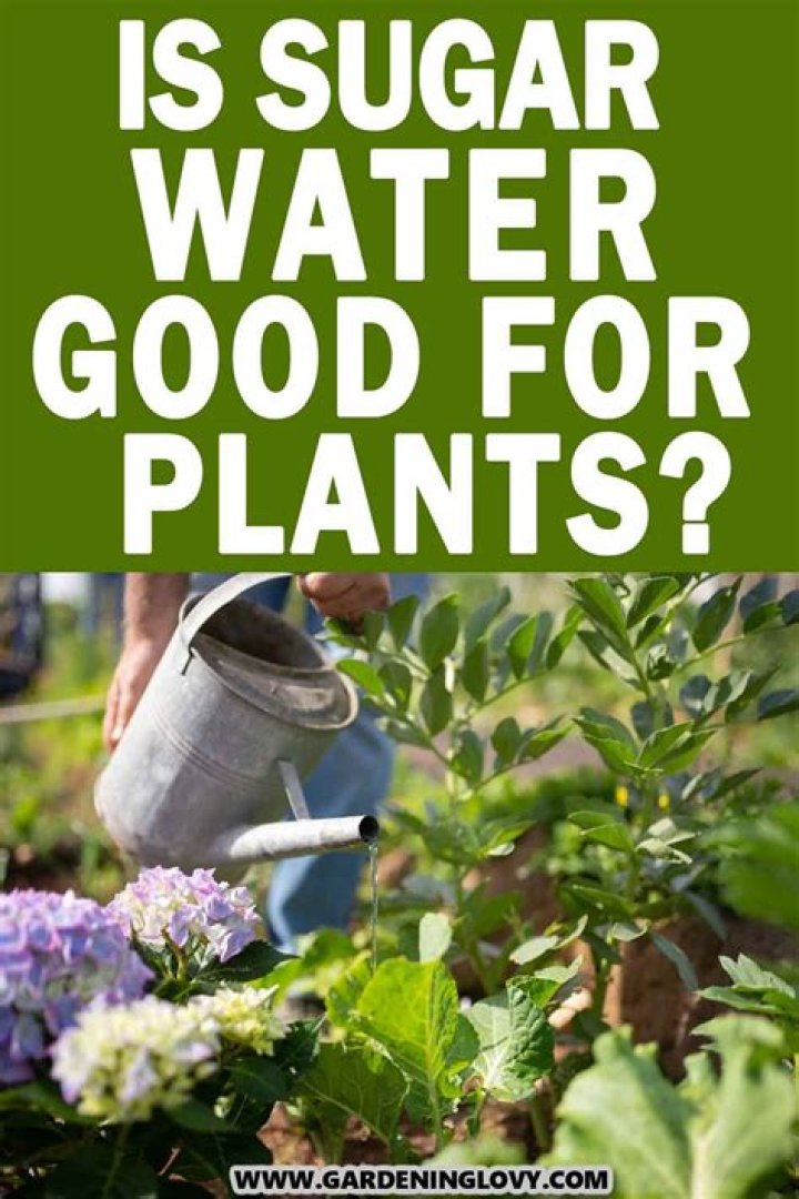 Is sugar water good for plants?
