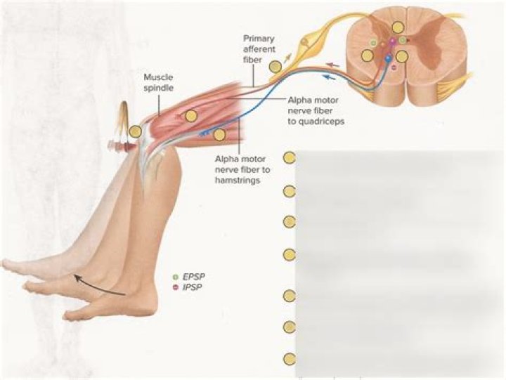 Is the patellar reflex monosynaptic or polysynaptic?