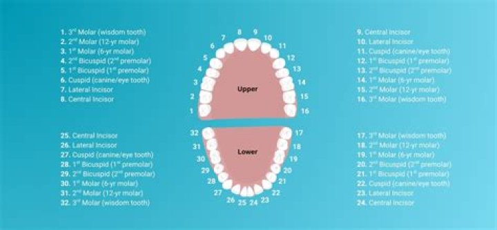 Is tooth number 13 a premolar?