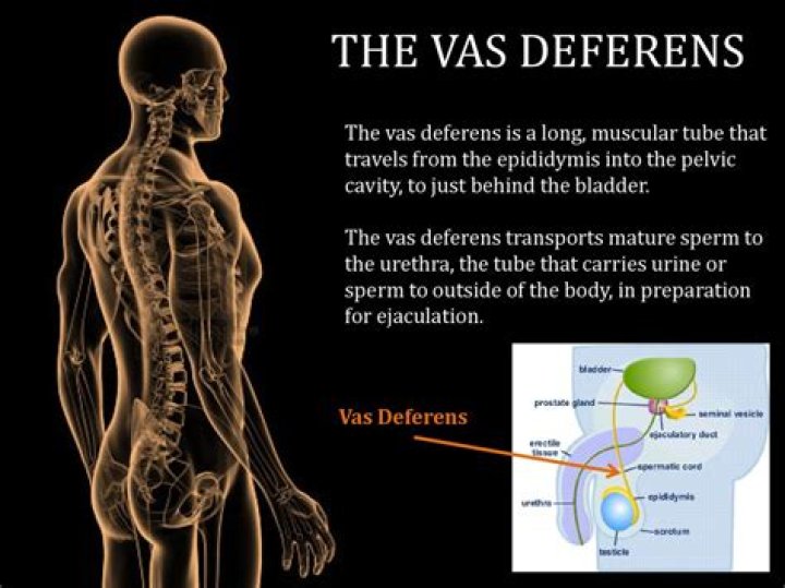 Is vas deferens an organ?