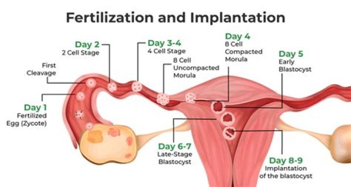On which day implantation occurs?