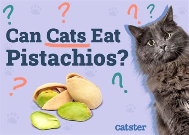 Should cats eat pistachios?