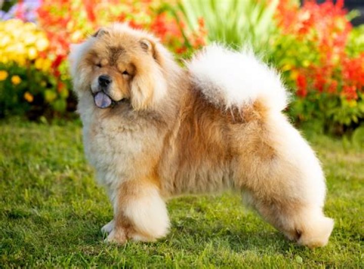 Should chow chows be trimmed?