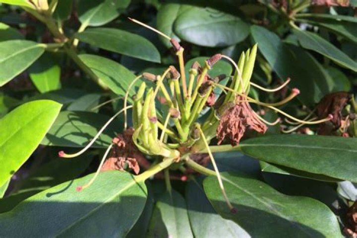 Should i deadhead jacob's ladder?