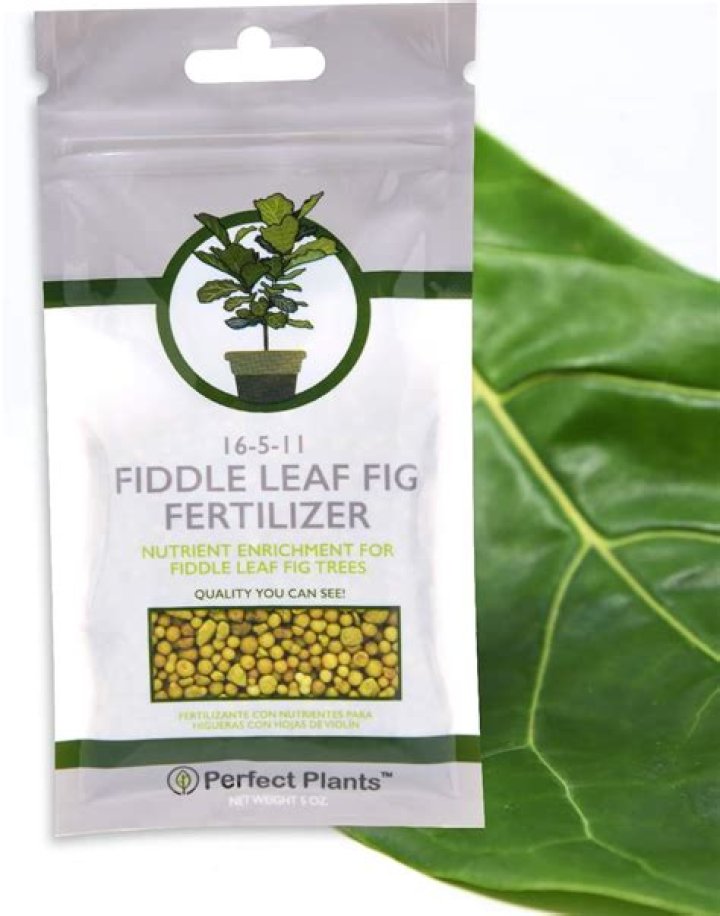 Should i fertilize my fiddle leaf fig?