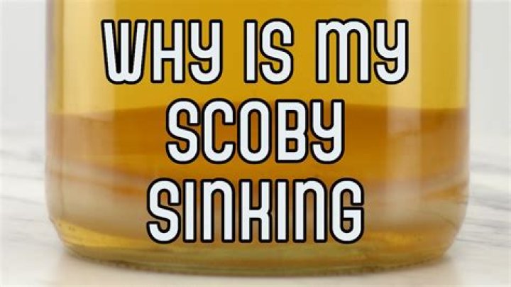 Should my scoby sink?