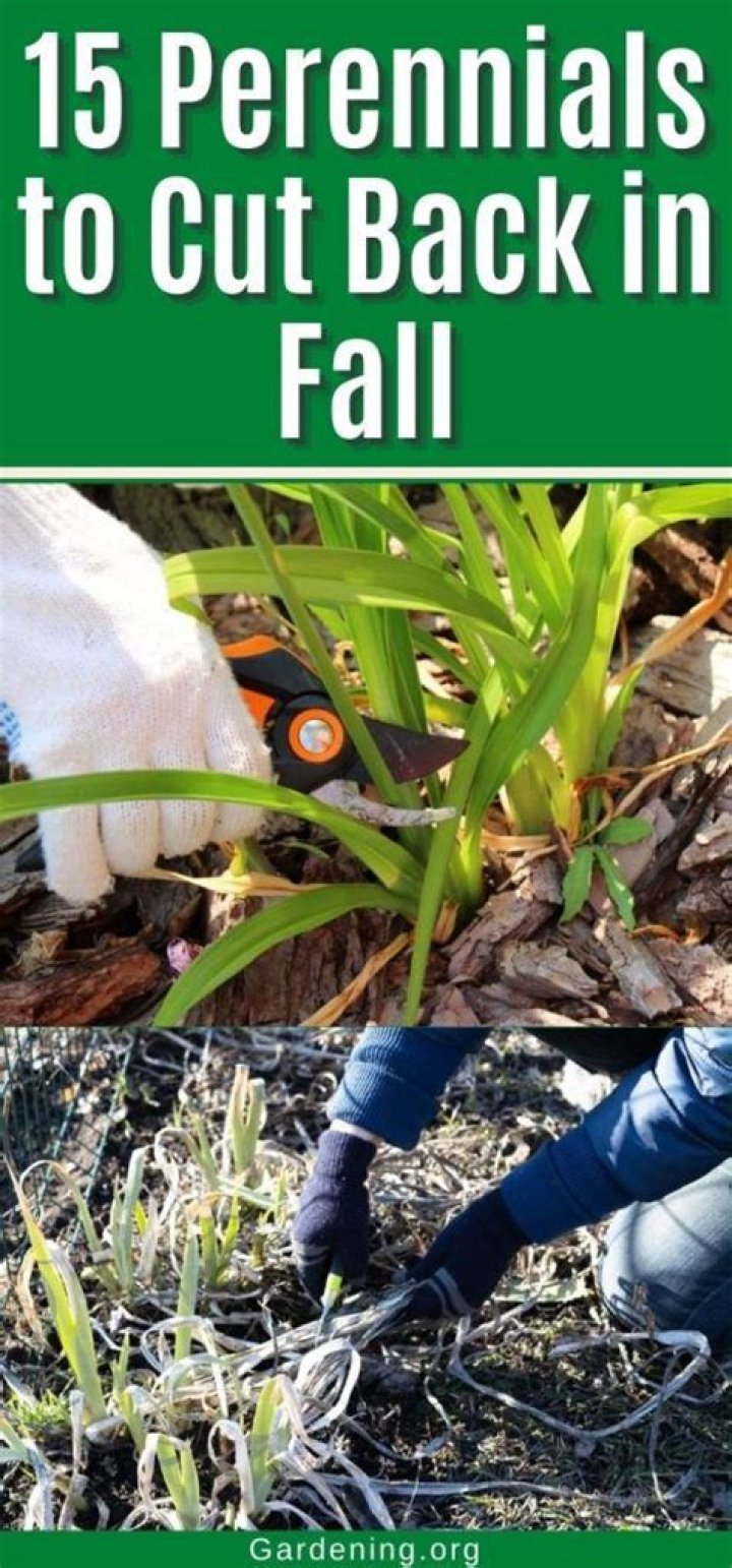 Should tickseed be cut back in fall?