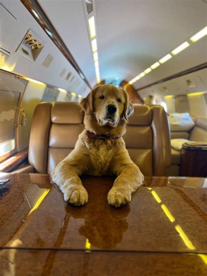 Should you fly with your dog?