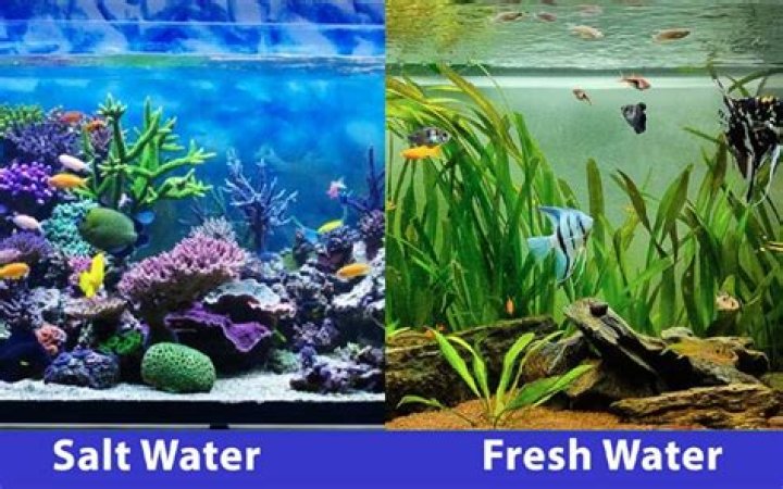 Should you give manatees freshwater?