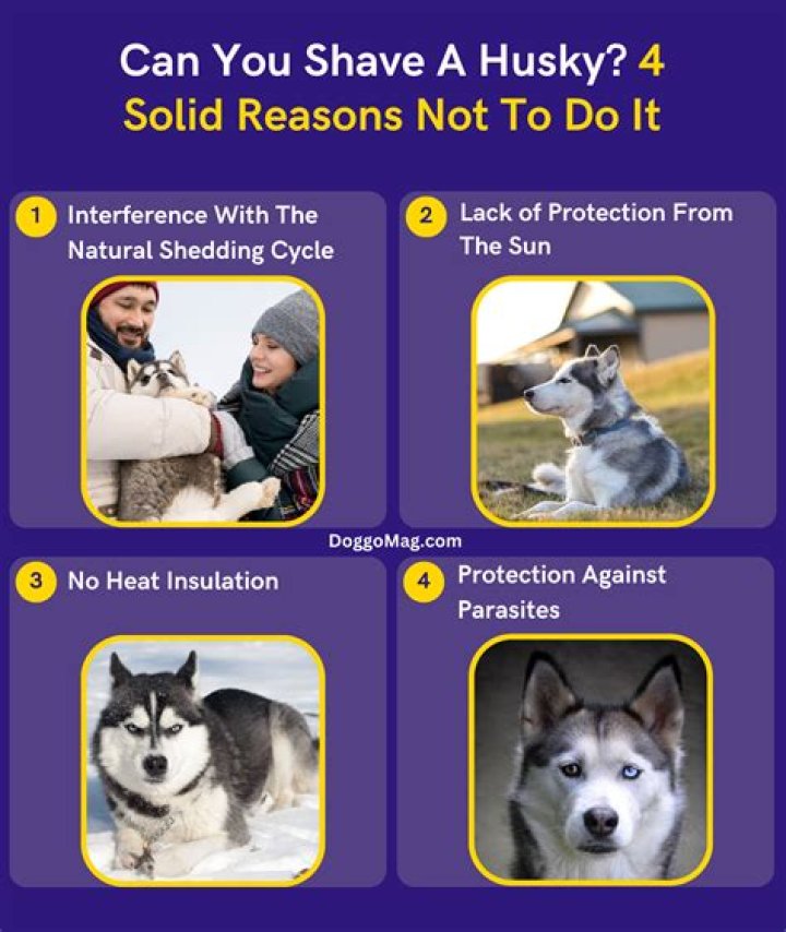 Should you shave a husky?